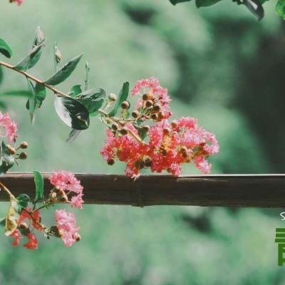 英雄联盟外围平台网址