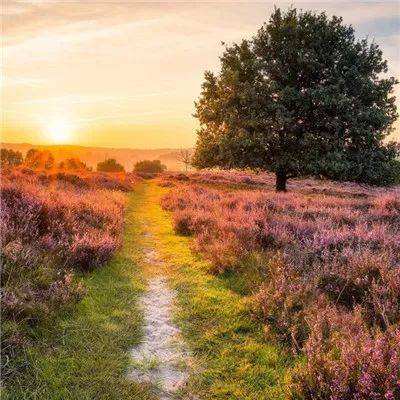 365在线手机app下载